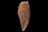 Serrated, Raptor Tooth - Real Dinosaur Tooth #134536-1